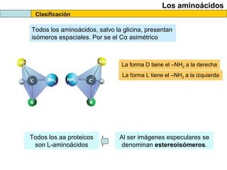 Clasificación
Los aminoácidos
Todos los aminoácidos, salvo la glicina, presentan
isómeros espaciales. Por se el Cα asimétrico
La forma D tiene el –NH2 a la derecha
La forma L tiene el –NH2 a la izquierda
Al ser imágenes especulares se
denominan estereoisómeros.
Todos los aa proteicos
son L-aminoácidos
 