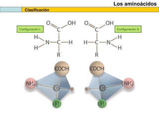 Clasificación
Los aminoácidos
Configuración L Configuración D
 