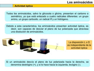 Actividad óptica
Los aminoácidos
Todos los aminoácidos, salvo la glicocola o glicina, presentan el carbono α
asimétrico, ya que está enlazado a cuatro radicales diferentes: un grupo
amino, un grupo carboxilo. un radical R y un hidrógeno.
Debido a esta característica, los aminoácidos presentan actividad óptica, es
decir, son capaces de desviar el plano de luz polarizada que atraviesa
una disolución de aminoácidos.
Si un aminoácido desvía el plano de luz polarizada hacia la derecha, se
denomina dextrógiro (+), y si lo hace hacia la izquierda, levógiro (-).
La disposición L o D
es independiente de la
actividad óptica
 
