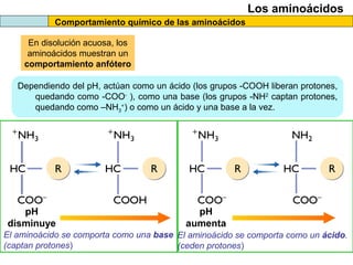 Comportamiento químico de las aminoácidos
Los aminoácidos
Dependiendo del pH, actúan como un ácido (los grupos -COOH liberan protones,
quedando como -COO-
), como una base (los grupos -NH2
captan protones,
quedando como –NH3
+
) o como un ácido y una base a la vez.
En disolución acuosa, los
aminoácidos muestran un
comportamiento anfótero
pH
disminuye
pH
aumenta
El aminoácido se comporta como una base
(captan protones)
El aminoácido se comporta como un ácido.
(ceden protones)
 