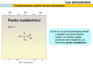 Comportamiento químico de las aminoácidos
Los aminoácidos
El pH en el cual el aminoácido tiende
a adoptar una forma dipolar
neutra, con tantas cargas
positivas como negativas, se
denomina punto isoeléctrico.
 