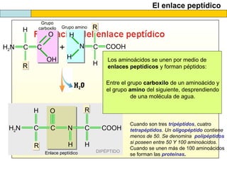 El enlace peptídico
DIPÉPTIDO
H2O
Enlace peptídico
Grupo amino R
H
COOHN C
H
H
H
R
CH2N C
O R
H
COOHN C
H
Grupo
carboxilo
C
H
R
H2N C
OH
O
+
Los aminoácidos se unen por medio de
enlaces peptídicos y forman péptidos:
Entre el grupo carboxilo de un aminoácido y
el grupo amino del siguiente, desprendiendo
de una molécula de agua.
Cuando son tres tripéptidos, cuatro
tetrapéptidos. Un oligopéptido contiene
menos de 50. Se denomina polipéptidos
si poseen entre 50 Y 100 aminoácidos.
Cuando se unen más de 100 aminoácidos
se forman las proteínas.
 