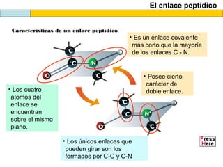El enlace peptídico
Características de un enlace peptídico
• Es un enlace covalente
más corto que la mayoría
de los enlaces C - N.
• Posee cierto
carácter de
doble enlace.• Los cuatro
átomos del
enlace se
encuentran
sobre el mismo
plano.
• Los únicos enlaces que
pueden girar son los
formados por C-C y C-N
 