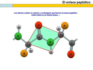 El enlace peptídico
 