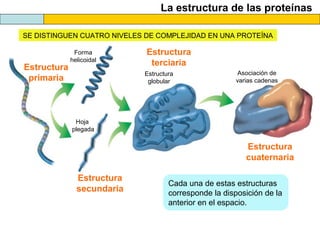 La estructura de las proteínas
SE DISTINGUEN CUATRO NIVELES DE COMPLEJIDAD EN UNA PROTEÍNA
Estructura
primaria
Hoja
plegada
Forma
helicoidal
Estructura
secundaria
Estructura
terciaria
Estructura
globular
Estructura
cuaternaria
Asociación de
varias cadenas
Cada una de estas estructuras
corresponde la disposición de la
anterior en el espacio.
 