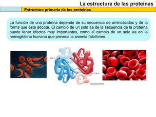 La estructura de las proteínas
Estructura primaria de las proteínas
La función de una proteína depende de su secuencia de aminoácidos y de la
forma que ésta adopte. El cambio de un solo aa de la secuencia de la proteína
puede tener efectos muy importantes, como el cambio de un solo aa en la
hemoglobina humana que provoca la anemia falciforme.
 
