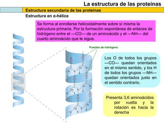 La estructura de las proteínas
Estructura secundaria de las proteínas
Estructura en α-hélice
Se forma al enrollarse helicoidalmente sobre sí misma la
estructura primaria. Por la formación espontánea de enlaces de
hidrógeno entre el —CO— de un aminoácido y el —NH— del
cuarto aminoácido que le sigue.
Puentes de hidrógeno
Los O de todos los grupos
—CO— quedan orientados
en el mismo sentido, y los H
de todos los grupos —NH—
quedan orientados justo en
el sentido contrario.
Presenta 3,6 aminoácidos
por vuelta y la
rotación es hacia la
derecha
 