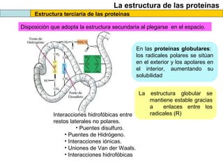 La estructura de las proteínas
Estructura terciaria de las proteínas
Disposición que adopta la estructura secundaria al plegarse en el espacio.
En las proteínas globulares:
los radicales polares se sitúan
en el exterior y los apolares en
el interior, aumentando su
solubilidad
La estructura globular se
mantiene estable gracias
a enlaces entre los
radicales (R)Interacciones hidrofóbicas entre
restos laterales no polares.
• Puentes disulfuro.
• Puentes de Hidrógeno.
• Interacciones iónicas.
• Uniones de Van der Waals.
• Interacciones hidrofóbicas
 