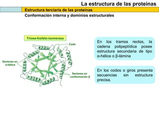 La estructura de las proteínas
Estructura terciaria de las proteínas
Conformación interna y dominios estructurales
En los tramos rectos, la
cadena polipeptídica posee
estructura secundaria de tipo
α-hélice o β-lámina
Triosa-fosfato-isomerasa
Sectores en
α-hélice
Sectores en
conformación β
Codo
En los codos o giros presenta
secuencias sin estructura
precisa.
 
