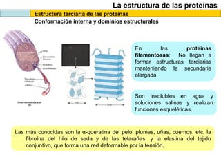La estructura de las proteínas
Estructura terciaria de las proteínas
Conformación interna y dominios estructurales
En las proteínas
filamentosas: No llegan a
formar estructuras terciarias
manteniendo la secundaria
alargada
Son insolubles en agua y
soluciones salinas y realizan
funciones esqueléticas.
Las más conocidas son la α-queratina del pelo, plumas, uñas, cuernos, etc, la
fibroína del hilo de seda y de las telarañas, y la elastina del tejido
conjuntivo, que forma una red deformable por la tensión.
 