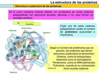 La estructura de las proteínas
Estructura cuaternaria de las proteínas
Es la unión mediante enlaces débiles (no covalentes) de varias cadenas
polipeptídicas con estructura terciana, idénticas o no, para formar un
complejo proteico.
Cada una de estas cadenas
polipeptídicas recibe el nombre
de protómero (subunidad o
monómero)
Según el número de protómeros que se
asocian. las proteínas que tienen
estructura cuaternaria se denominan:
Dímeros, como la hexoquinasa.
tetrámero como la hemoglobina.
Pentámeros, como la ARN-polimerasa.
Polímeros, cuando en su composición
tiene muchas cadenas
Hemoglobina
Cadena α
Cadena α
Cadena β
Grupo hemo
Cadena β
Insulina
Enlace disulfuro
 