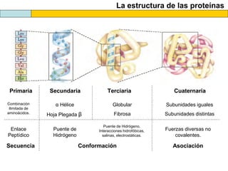 La estructura de las proteínas
Primaria Secundaria Terciaria Cuaternaria
Secuencia Conformación Asociación
α Hélice
Hoja Plegada β
Globular
Fibrosa
Subunidades iguales
Subunidades distintas
Combinación
ilimitada de
aminoácidos.
Enlace
Peptídico
Puente de
Hidrógeno
Puente de Hidrógeno,
Interacciones hidrofóbicas,
salinas, electrostáticas.
Fuerzas diversas no
covalentes.
 