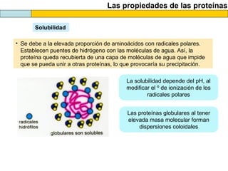 Las propiedades de las proteínas
Solubilidad
• Se debe a la elevada proporción de aminoácidos con radicales polares.
Establecen puentes de hidrógeno con las moléculas de agua. Así, la
proteína queda recubierta de una capa de moléculas de agua que impide
que se pueda unir a otras proteínas, lo que provocaría su precipitación.
La solubilidad depende del pH, al
modificar el º de ionización de los
radicales polares
Las proteínas globulares al tener
elevada masa molecular forman
dispersiones coloidales
 