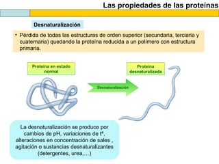 Las propiedades de las proteínas
Desnaturalización
• Pérdida de todas las estructuras de orden superior (secundaria, terciaria y
cuaternaria) quedando la proteína reducida a un polímero con estructura
primaria.
Proteína en estado
normal
Proteína
desnaturalizada
Desnaturalización
La desnaturalización se produce por
cambios de pH, variaciones de tª,
alteraciones en concentración de sales ,
agitación o sustancias desnaturalizantes
(detergentes, urea,…)
 