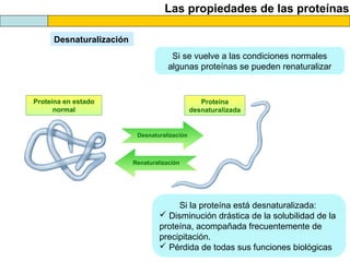Las propiedades de las proteínas
Desnaturalización
Proteína en estado
normal
Proteína
desnaturalizada
Desnaturalización
Si la proteína está desnaturalizada:
 Disminución drástica de la solubilidad de la
proteína, acompañada frecuentemente de
precipitación.
 Pérdida de todas sus funciones biológicas
Si se vuelve a las condiciones normales
algunas proteínas se pueden renaturalizar
Renaturalización
 