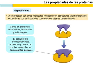 Las propiedades de las proteínas
Especificidad
• Al interactuar con otras moléculas lo hacen con estructuras tridimensionales
específicas con aminoácidos concretos en lugares determinados.
Como en proteínas
enzimáticas, hormonas
y anticuerpos
El conjunto de
aminoácidos que
reconocen y contactan
con las moléculas se
llama centro activo
 