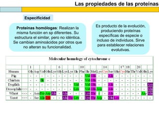 Las propiedades de las proteínas
Especificidad
Proteínas homólogas: Realizan la
misma función en sp diferentes. Su
estructura el similar, pero no idéntica.
Se cambian aminoácidos por otros que
no alteran su funcionalidad.
Es producto de la evolución,
produciendo proteínas
específicas de especie o
incluso de individuos. Sirve
para establecer relaciones
evolutivas.
 