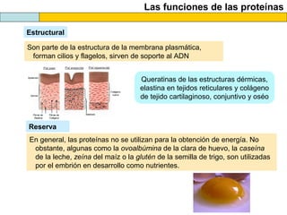 Las funciones de las proteínas
Estructural
Son parte de la estructura de la membrana plasmática,
forman cilios y flagelos, sirven de soporte al ADN
Queratinas de las estructuras dérmicas,
elastina en tejidos reticulares y colágeno
de tejido cartilaginoso, conjuntivo y oséo
Reserva
En general, las proteínas no se utilizan para la obtención de energía. No
obstante, algunas como la ovoalbúmina de la clara de huevo, la caseína
de la leche, zeína del maíz o la glutén de la semilla de trigo, son utilizadas
por el embrión en desarrollo como nutrientes.
 