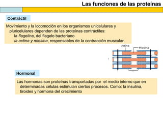 Las funciones de las proteínas
Contráctil
Movimiento y la locomoción en los organismos unicelulares y
pluricelulares dependen de las proteínas contráctiles:
la flagelina, del flagelo bacteriano
la actina y miosina, responsables de la contracción muscular.
Hormonal
Las hormonas son proteínas transportadas por el medio interno que en
determinadas células estimulan ciertos procesos. Como: la insulina,
tiroides y hormona del crecimiento
 