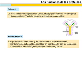 Las funciones de las proteínas
Defensa
La realizan las inmunoglobulinas (anticuerpos) que se unen a los antígenos
y los neutralizan. También algunos antibióticos son péptidos.
Homeostática
Las proteínas intracelulares y del medio interno intervienen en el
mantenimiento del equilibrio osmótico en coordinación con los tampones.
Y la trombina y el fibrinógeno participan en la coagulación.
 