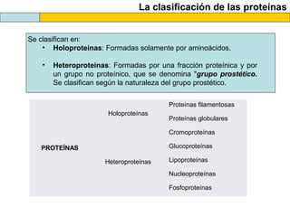 La clasificación de las proteínas
Se clasifican en:
• Holoproteínas: Formadas solamente por aminoácidos.
• Heteroproteínas: Formadas por una fracción proteínica y por
un grupo no proteínico, que se denomina "grupo prostético.
Se clasifican según la naturaleza del grupo prostético.
PROTEÍNAS
Holoproteínas
Proteínas filamentosas
Proteínas globulares
Heteroproteínas
Cromoproteínas
Glucoproteínas
Lipoproteínas
Nucleoproteínas
Fosfoproteínas
 