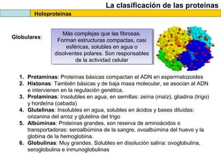La clasificación de las proteínas
Holoproteínas
Globulares:
Más complejas que las fibrosas.
Forman estructuras compactas, casi
esféricas, solubles en agua o
disolventes polares. Son responsables
de la actividad celular
Más complejas que las fibrosas.
Forman estructuras compactas, casi
esféricas, solubles en agua o
disolventes polares. Son responsables
de la actividad celular
1. Protaminas: Proteínas básicas compactan el ADN en espermatozoides
2. Histonas: También básicas y de baja masa molecular, se asocian al ADN
e intervienen en la regulación genética.
3. Prolaminas: Insolubles en agua, en semillas: zeína (maíz), gliadina (trigo)
y hordeína (cebada)
4. Glutelinas: Insolubles en agua, solubles en ácidos y bases diluidas:
orizanina del arroz y glutelina del trigo
5. Albúminas: Proteínas grandes, son reserva de aminoácidos o
transportadoras: seroalbúmina de la sangre, ovoalbúmina del huevo y la
globina de la hemoglobina.
6. Globulinas: Muy grandes. Solubles en disolución salina: ovoglobulina,
seroglobulina e inmunoglobulinas
 
