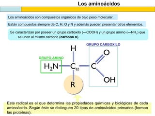 Los aminoácidos
Los aminoácidos son compuestos orgánicos de bajo peso molecular.
Se caracterizan por poseer un grupo carboxilo (—COOH) y un grupo amino (—NH2) que
se unen al mismo carbono (carbono α).
Están compuestos siempre de C, H, O y N y además pueden presentar otros elementos.
GRUPO CARBOXILO
GRUPO AMINO
Este radical es el que determina las propiedades químicas y biológicas de cada
aminoácido. Según éste se distinguen 20 tipos de aminoácidos primarios (forman
las proteínas).
 