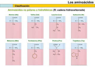 Clasificación
Los aminoácidos
Aminoácidos no polares o hidrofóbicos (R: cadena hidrocarbonada)
Alanina (Ala) Valina (Val) Leucina (Leu) Isoleucina (Ile)
Triptófano (Trp)Prolina (Pro)Fenilalanina (Phe)Metionina (Met)
 