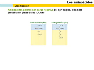 Clasificación
Los aminoácidos
Aminoácidos polares con carga negativa (R: son ácidos, el radical
presenta un grupo ácido -COOH)
Ácido aspártico (Asp) Ácido glutámico (Glu)
 