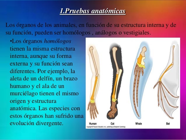 Pruebas de la evolución