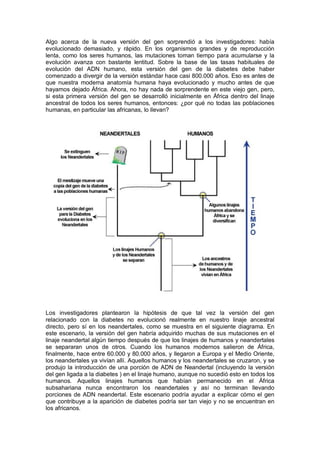 Algo  acerca  de  la  nueva  versión  del  gen  sorprendió  a  los  investigadores:  había 
evolucionado  demasiado,  y  rápido.  En  los  organismos  grandes  y  de  reproducción 
lenta,  como  los  seres  humanos,  las  mutaciones  toman  tiempo  para  acumularse  y  la 
evolución  avanza  con  bastante  lentitud.  Sobre  la  base  de  las  tasas  habituales  de 
evolución  del  ADN  humano,  esta  versión  del  gen  de  la  diabetes  debe  haber 
comenzado a divergir de la versión estándar hace casi 800.000 años. Eso es antes de 
que  nuestra  moderna  anatomía  humana  haya  evolucionado  y  mucho  antes  de  que 
hayamos dejado África. Ahora, no hay nada de sorprendente en este viejo gen, pero, 
si  esta  primera  versión  del  gen  se  desarrolló  inicialmente  en  África  dentro  del  linaje 
ancestral de todos  los  seres  humanos,  entonces:  ¿por qué  no  todas  las  poblaciones 
humanas, en particular las africanas, lo llevan? 

Los  investigadores  plantearon  la  hipótesis  de  que  tal  vez  la  versión  del  gen 
relacionado  con  la  diabetes  no  evolucionó  realmente  en  nuestro  linaje  ancestral 
directo,  pero  sí  en  los  neandertales,  como  se  muestra  en  el  siguiente  diagrama.  En 
este  escenario, la  versión  del  gen  habría adquirido  muchas de sus  mutaciones en  el 
linaje neandertal algún tiempo después de que los linajes de humanos y neandertales 
se  separaran  unos  de  otros.  Cuando  los  humanos  modernos  salieron  de  África, 
finalmente, hace entre 60.000 y 80.000 años, y llegaron a Europa y el Medio Oriente, 
los neandertales ya vivían allí. Aquellos humanos y los neandertales se cruzaron, y se 
produjo  la  introducción de  una porción  de  ADN de  Neandertal  (incluyendo  la  versión 
del gen ligada a la diabetes ) en el linaje humano, aunque no sucedió esto en todos los 
humanos.  Aquellos  linajes  humanos  que  habían  permanecido  en  el  África 
subsahariana  nunca  encontraron  los  neandertales  y  así  no  terminan  llevando 
porciones  de  ADN  neandertal.  Este  escenario  podría  ayudar  a  explicar  cómo  el  gen 
que contribuye a la aparición de diabetes podría ser tan viejo y no se encuentran en 
los africanos.

 