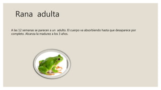 Rana adulta
A las 12 semanas se parecen a un adulto. El cuerpo va absorbiendo hasta que desaparece por
completo. Alcanza la madurez a los 3 años.
 