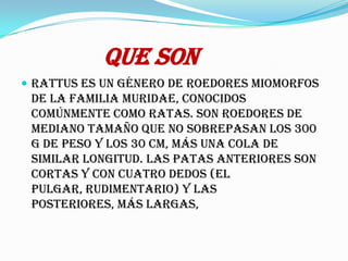 que sonRattus es un género de roedores miomorfos de la familia Muridae, conocidos comúnmente como ratas. Son roedores de mediano tamaño que no sobrepasan los 300 g de peso y los 30 cm, más una cola de similar longitud. Las patas anteriores son cortas y con cuatro dedos (el pulgar, rudimentario) y las posteriores, más largas, 