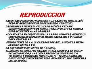 reproduccionLas ratas pueden reproducirse a lo largo de todo el año pero se aprecian picos en primavera y en otoño. Las hembras tienen el celo cada 4-5 días, estando receptivas durante 24 horas. Tras un parto la hembra está receptiva a las 18 horas. Alcanzan la madurez sexual a las 6-8 semanas, aunque lo conveniente es esperar al menos hasta los 3 o 4 meses para cruzarlas. Pueden tener de 1 a 12 camadas por año, aunque la media se ubica entre 5 y 8. La gestación dura entre 20 y 24 días. El número de crías por camada varía desde 2 a 22, con un promedio de 8 o 9. Las crías nacen con un peso de 5 a 7g, ciegas y desnudas, pero a los 14 - 15 días abren los ojos y están cubiertas de pelo, dejando el nido entorno a los 22-30 días. 