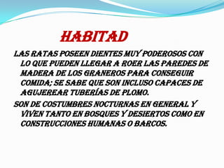habitadLas ratas poseen dientes muy poderosos con lo que pueden llegar a roer las paredes de madera de los graneros para conseguir comida; se sabe que son incluso capaces de agujerear tuberías de plomo.Son de costumbres nocturnas en general y viven tanto en bosques y desiertos como en construcciones humanas o barcos. 