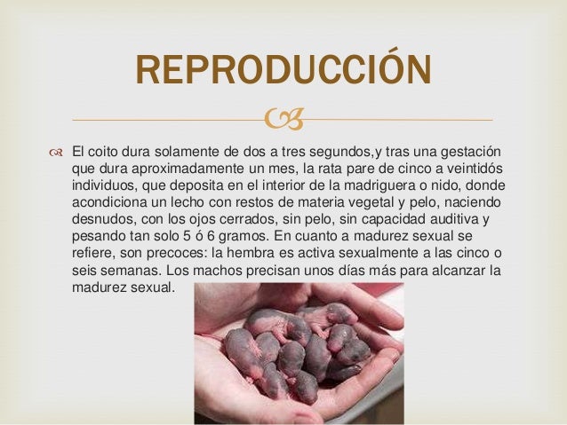 Cuanto Dura El Pegamento Para Ratas