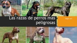Las razas de perros mas
peligrosas
Según yo!.
 