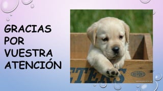 GRACIAS
POR
VUESTRA
ATENCIÓN
