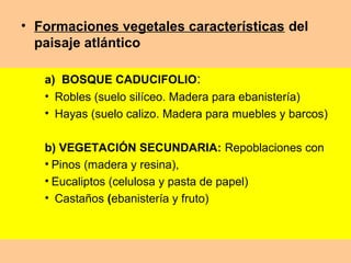 • Formaciones vegetales características del
paisaje atlántico
a) BOSQUE CADUCIFOLIO:
• Robles (suelo silíceo. Madera para ebanistería)
• Hayas (suelo calizo. Madera para muebles y barcos)
b) VEGETACIÓN SECUNDARIA: Repoblaciones con
• Pinos (madera y resina),
• Eucaliptos (celulosa y pasta de papel)
• Castaños (ebanistería y fruto)
 