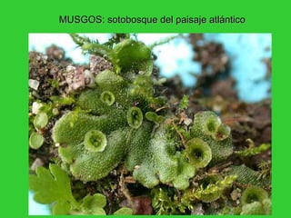 MUSGOS: sotobosque del paisaje atlánticoMUSGOS: sotobosque del paisaje atlántico
 
