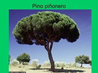 Pino piñonero
 