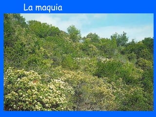 La maquia
 