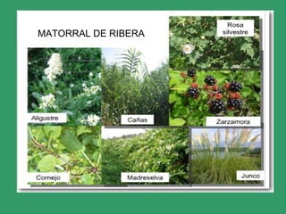 MATORRAL DE RIBERA
 