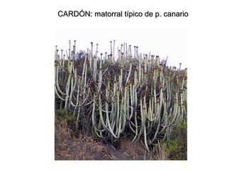 CARDÓN: matorral típico de p. canarioCARDÓN: matorral típico de p. canario
 