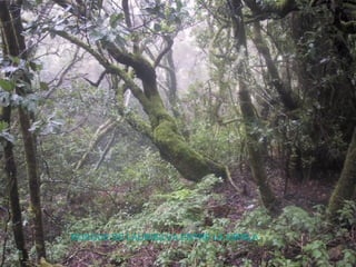 BOSQUE DE LAURISILVA ENTRE LA NIEBLA
 