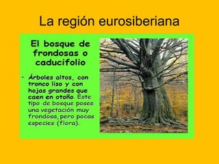 La región eurosiberiana

 