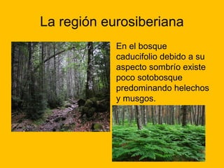 La región eurosiberiana
En el bosque
caducifolio debido a su
aspecto sombrío existe
poco sotobosque
predominando helechos
y musgos.

 