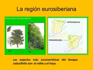 La región eurosiberiana

Las especies más características del bosque
caducifolio son: el roble y el haya.

 