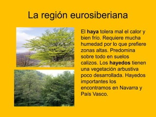 La región eurosiberiana
El haya tolera mal el calor y
bien frío. Requiere mucha
humedad por lo que prefiere
zonas altas. Predomina
sobre todo en suelos
calizos. Los hayedos tienen
una vegetación arbustiva
poco desarrollada. Hayedos
importantes los
encontramos en Navarra y
País Vasco.

 