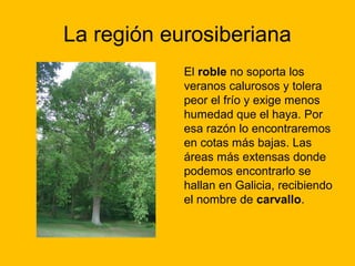 La región eurosiberiana
El roble no soporta los
veranos calurosos y tolera
peor el frío y exige menos
humedad que el haya. Por
esa razón lo encontraremos
en cotas más bajas. Las
áreas más extensas donde
podemos encontrarlo se
hallan en Galicia, recibiendo
el nombre de carvallo.

 